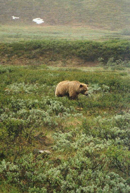 Grizzly, Denali trip 2002